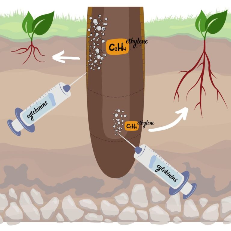 height of a plant is regulated by